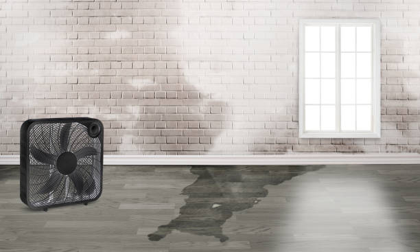 Best Professional water damage repair  in Haymarket, VA